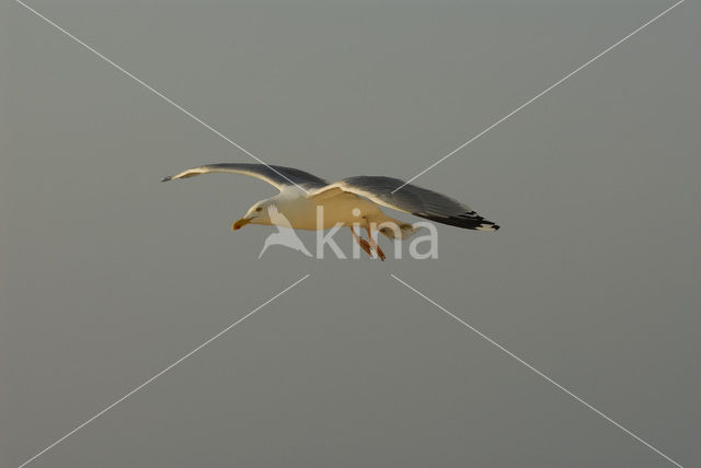 Zilvermeeuw (Larus argentatus)