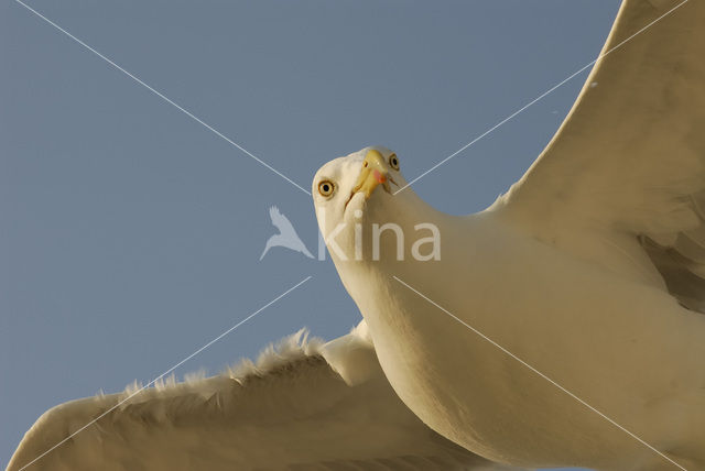 Zilvermeeuw (Larus argentatus)