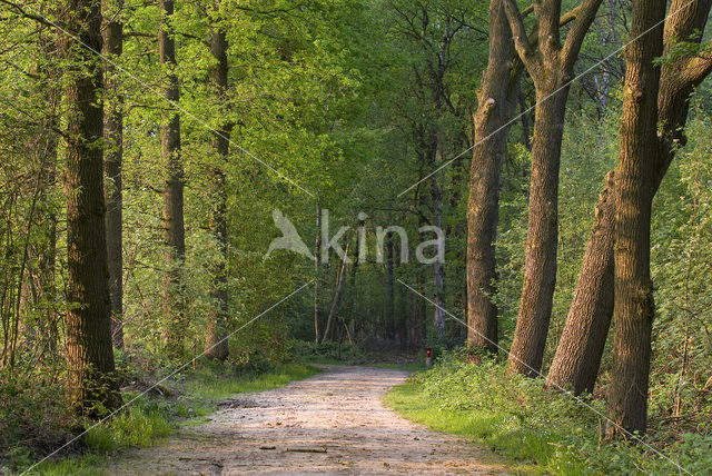 Zomereik (Quercus robur)