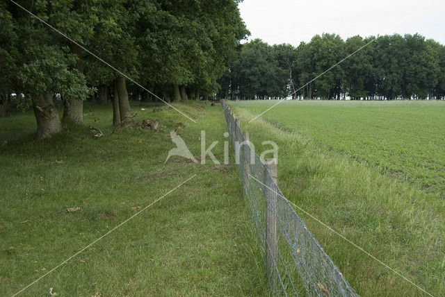 Zomereik (Quercus robur)