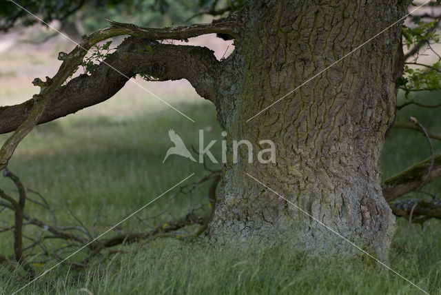 Zomereik (Quercus robur)