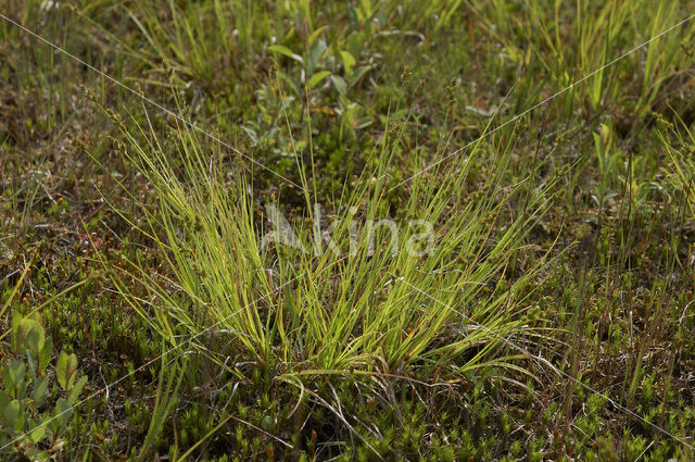 Zompzegge (Carex curta)