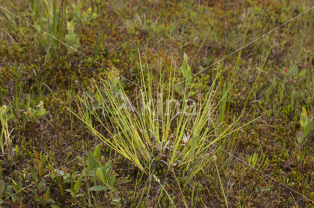 Zompzegge (Carex curta)