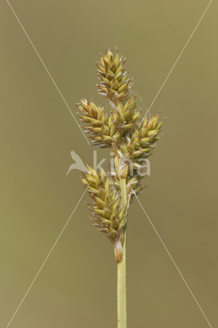 Zompzegge (Carex curta)