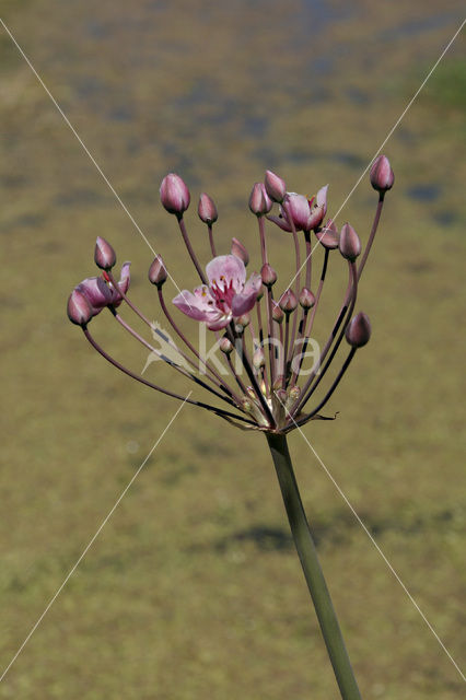 Zwanenbloem (Butomus umbellatus)