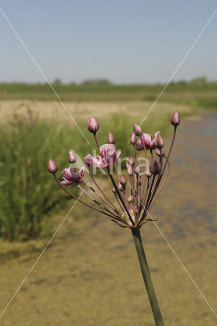 Flowering-rush (Butomus umbellatus)