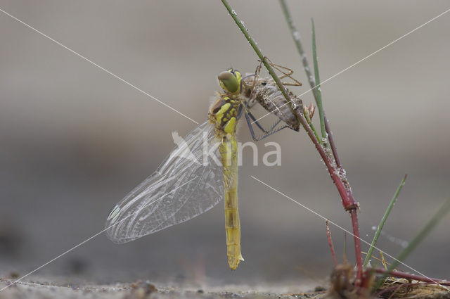 Zwarte heidelibel (Sympetrum danae)