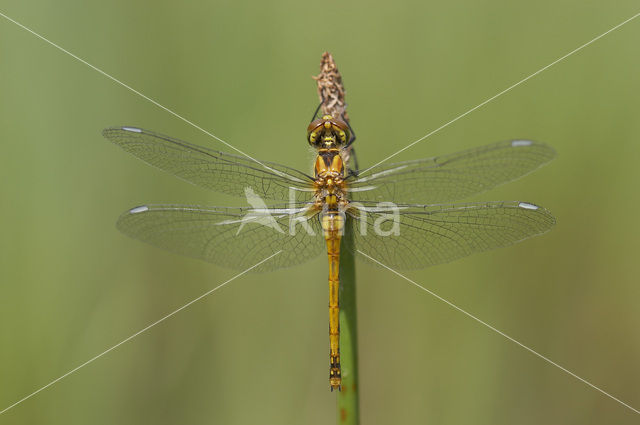 Zwarte heidelibel (Sympetrum danae)