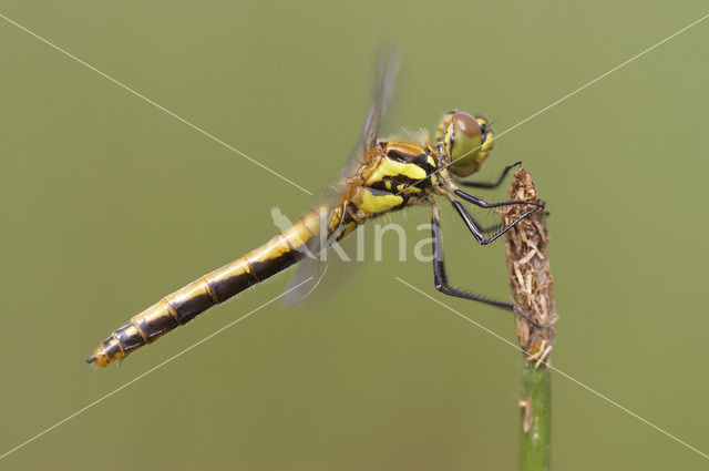 Zwarte heidelibel (Sympetrum danae)