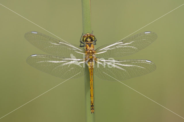 Zwarte heidelibel (Sympetrum danae)