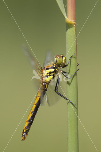 Zwarte heidelibel (Sympetrum danae)