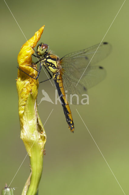 Zwarte heidelibel (Sympetrum danae)