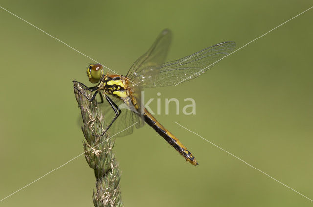 Zwarte heidelibel (Sympetrum danae)