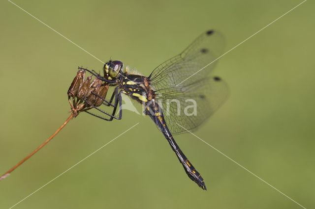 Zwarte heidelibel (Sympetrum danae)