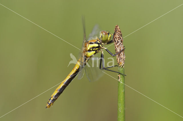 Zwarte heidelibel (Sympetrum danae)