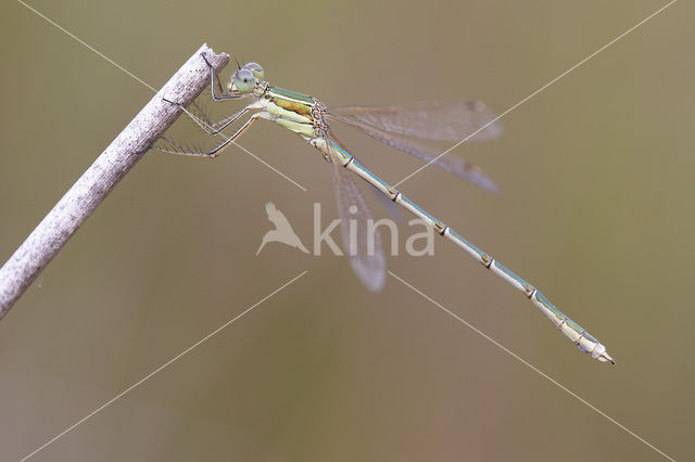 Zwervende pantserjuffer (Lestes barbarus)