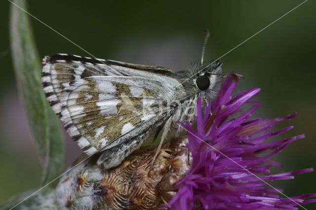 Aambeeldspikkeldikkopje (Pyrgus onopordi)