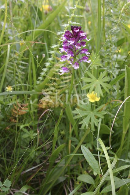 Aangebrande orchis (Neotinea ustulata)