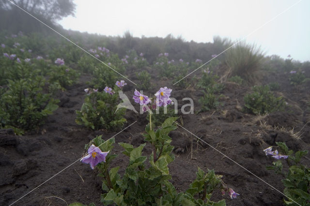 Aardappel (Solanum tuberosum)