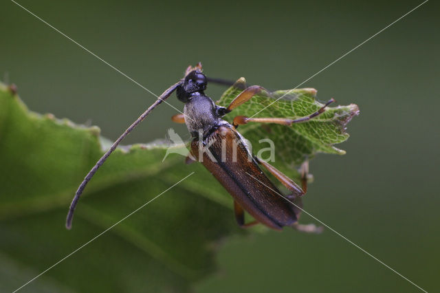 Alosterna tabacicolor