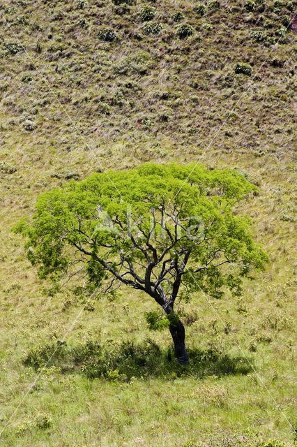 Amboro national park