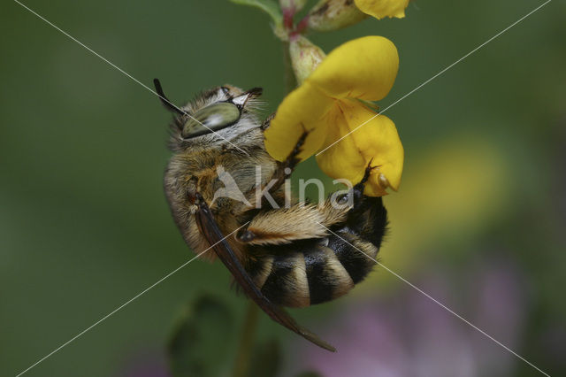 Amegilla garrula