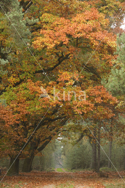 Amerikaanse eik (Quercus rubra)