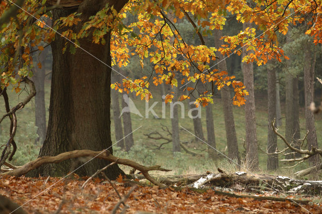 Amerikaanse eik (Quercus rubra)