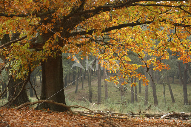 Amerikaanse eik (Quercus rubra)