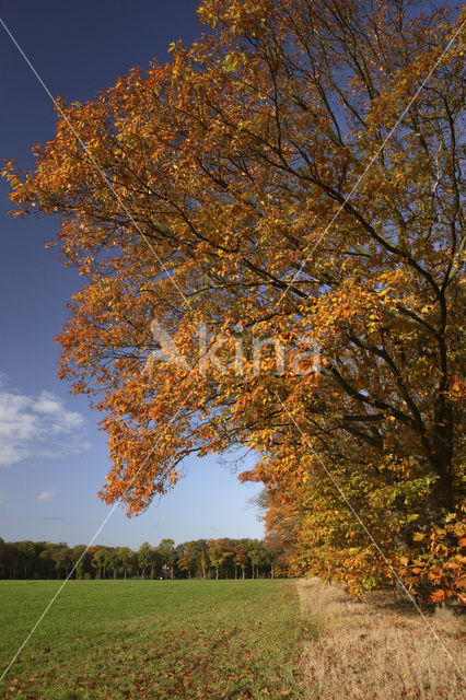 Amerikaanse eik (Quercus rubra)