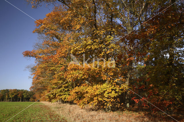 Amerikaanse eik (Quercus rubra)