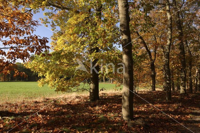 Amerikaanse eik (Quercus rubra)