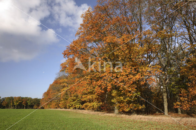 Amerikaanse eik (Quercus rubra)