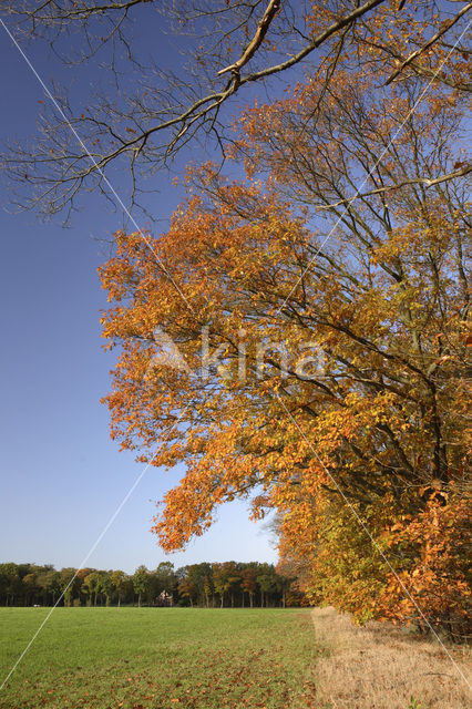 Amerikaanse eik (Quercus rubra)