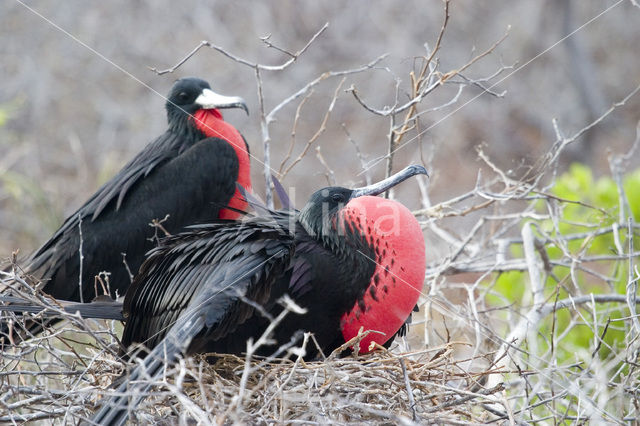 Magnificent frigatebird (Fregata magnificens)