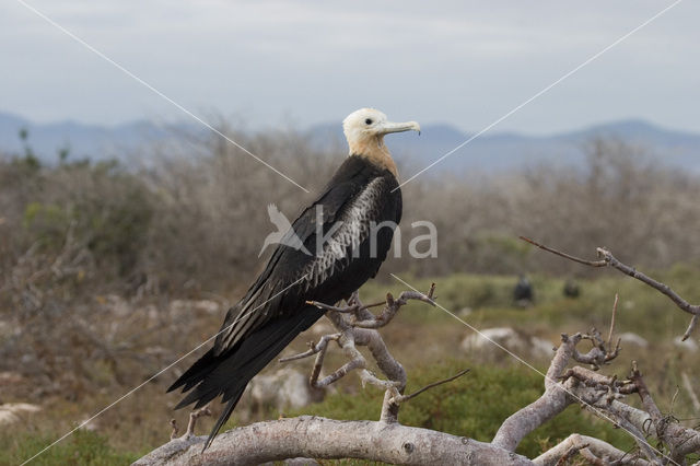 Amerikaanse fregatvogel (Fregata magnificens)