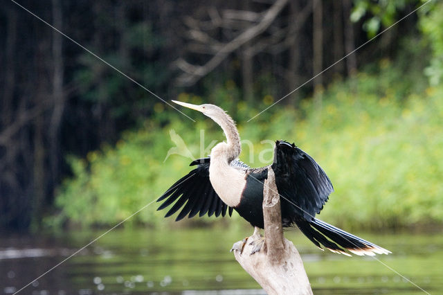 Amerikaanse Slangenhalsvogel (Anhinga anhinga)