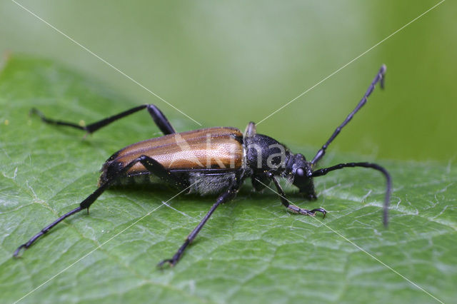 Anastrangalia sanguinolenta