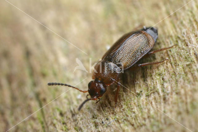 Anthobium unicolor