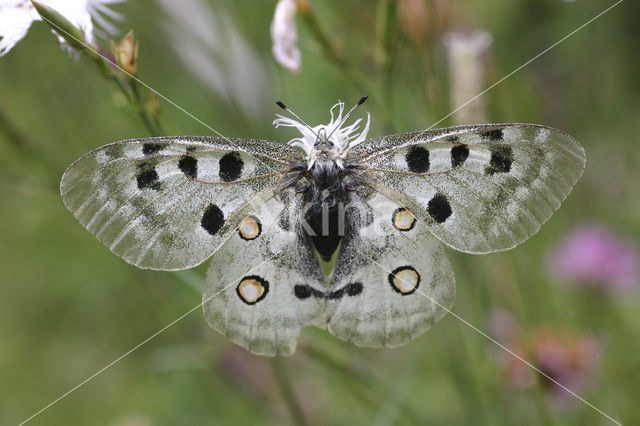 Apollovlinder (Parnassius apollo)