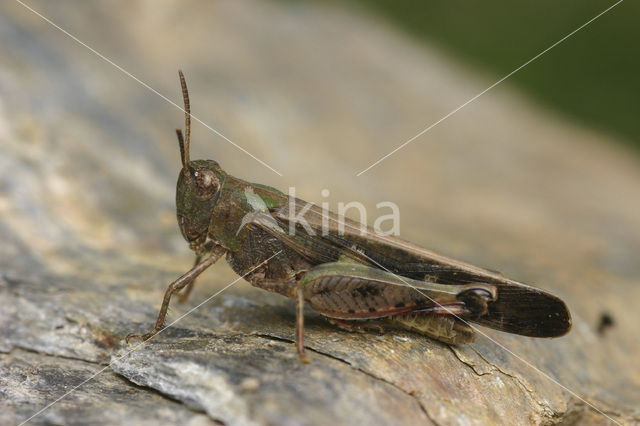 Autumnal Grasshopper (Aiolopus strepens)