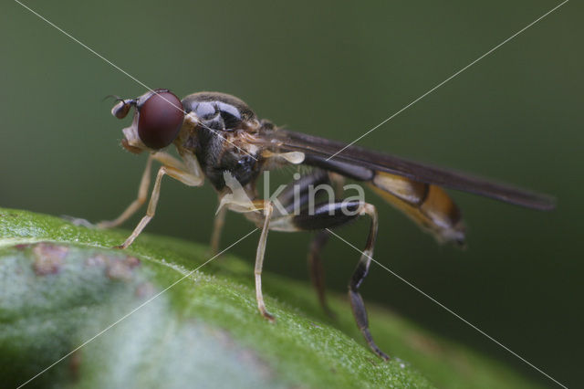 Beekzwever (Sphegina elegans)