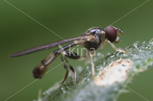 Beekzwever (Sphegina elegans)