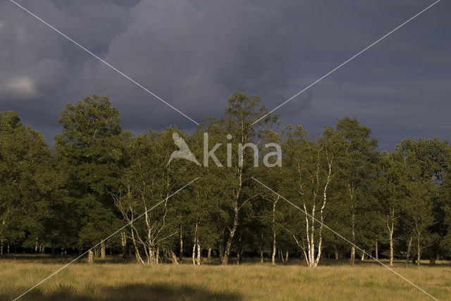 Berk (Betula)