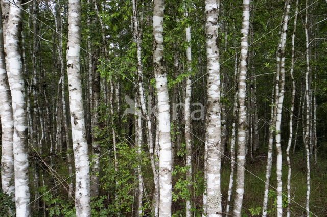 Berk (Betula)