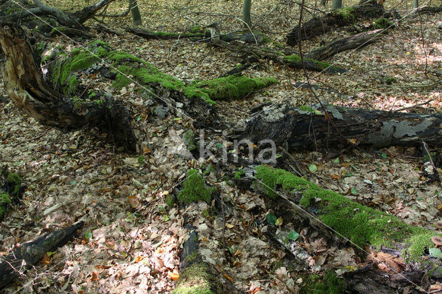 Beuk (Fagus spec.)