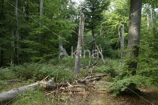 Beuk (Fagus spec.)