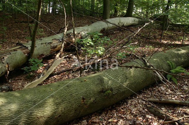 Beech (Fagus spec.)