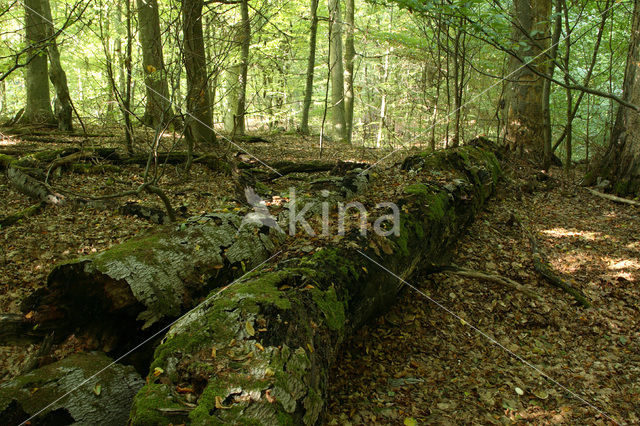 Beech (Fagus spec.)