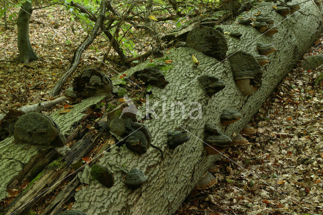 Beuk (Fagus spec.)